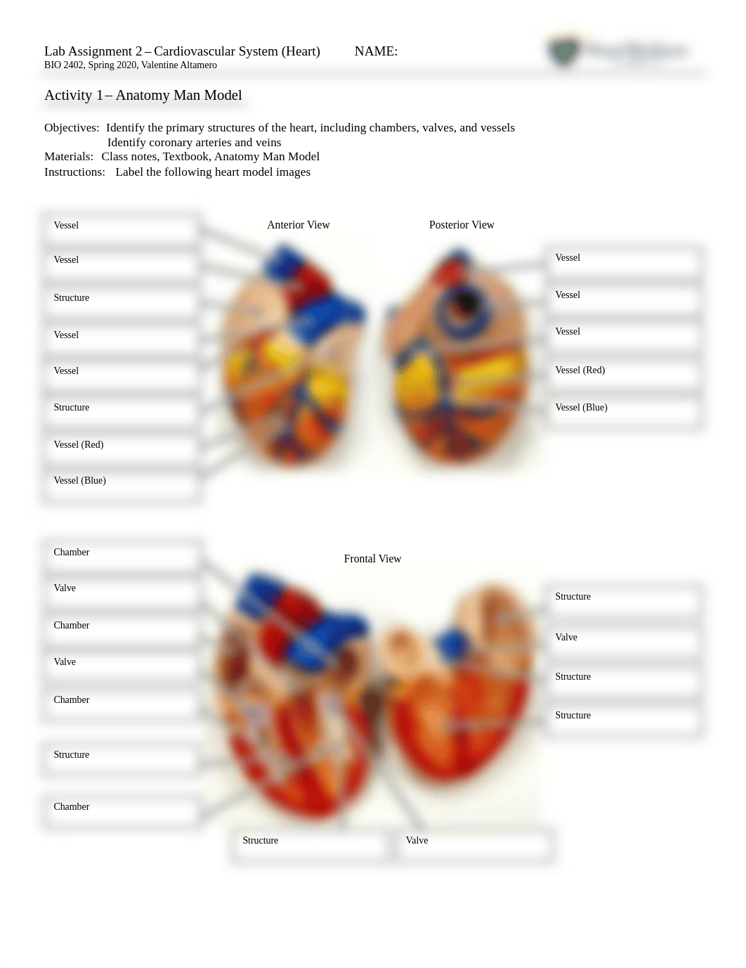 2402 Lab Assignment 2 - Cardiovascular Heart SP20.pdf_du8g6sh6zrp_page1