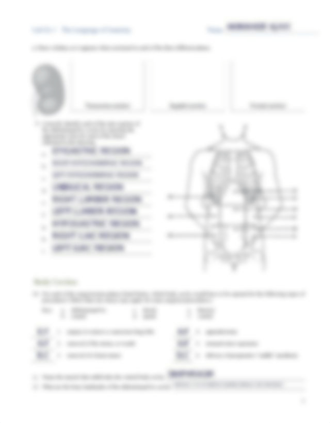 Lab Ex 1 Language of Anatomy (2).pdf_du8kciiqawg_page3