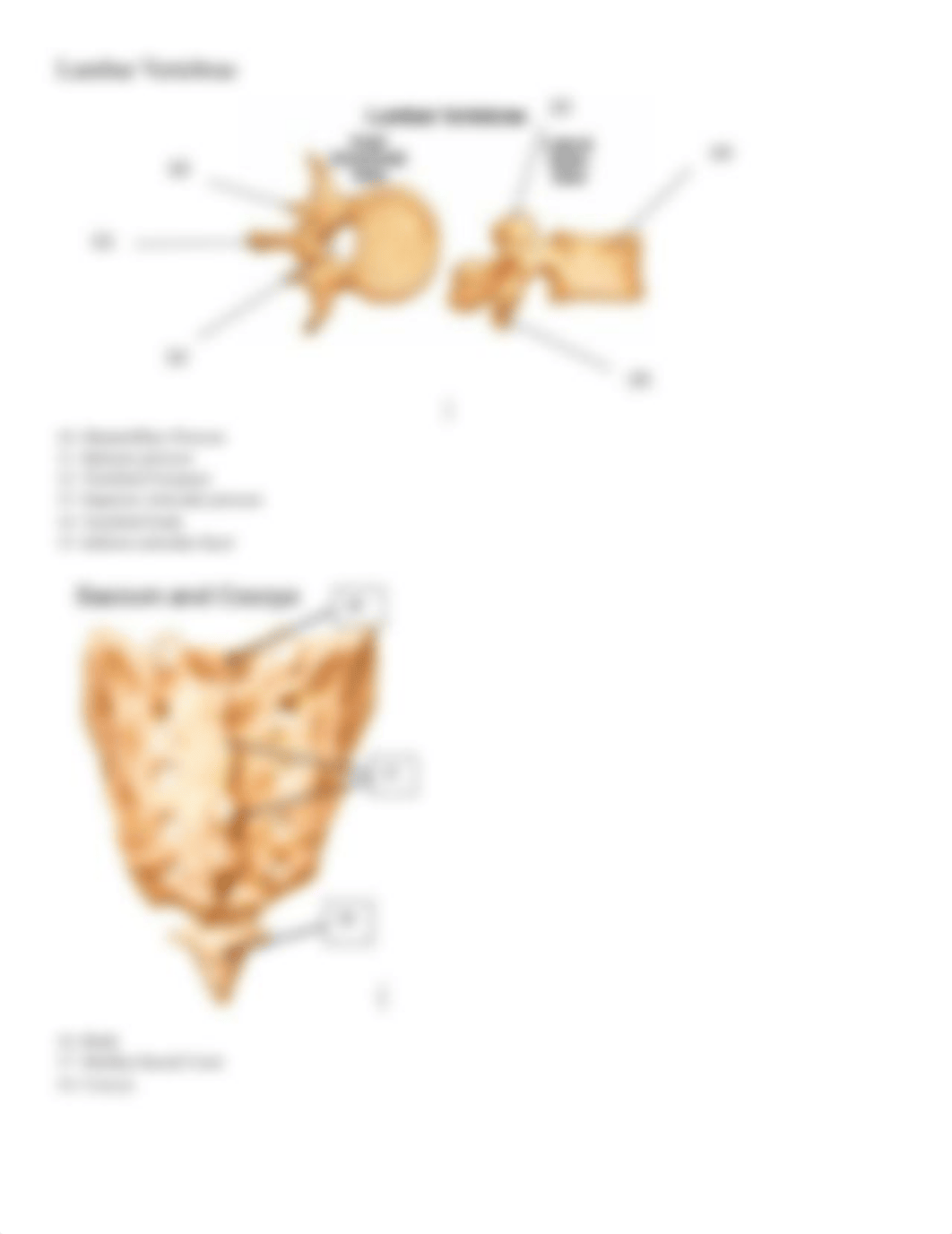 Axial Skeleton Lab OLV Student Answer Sheet.pdf_du9vt6xvtc2_page5