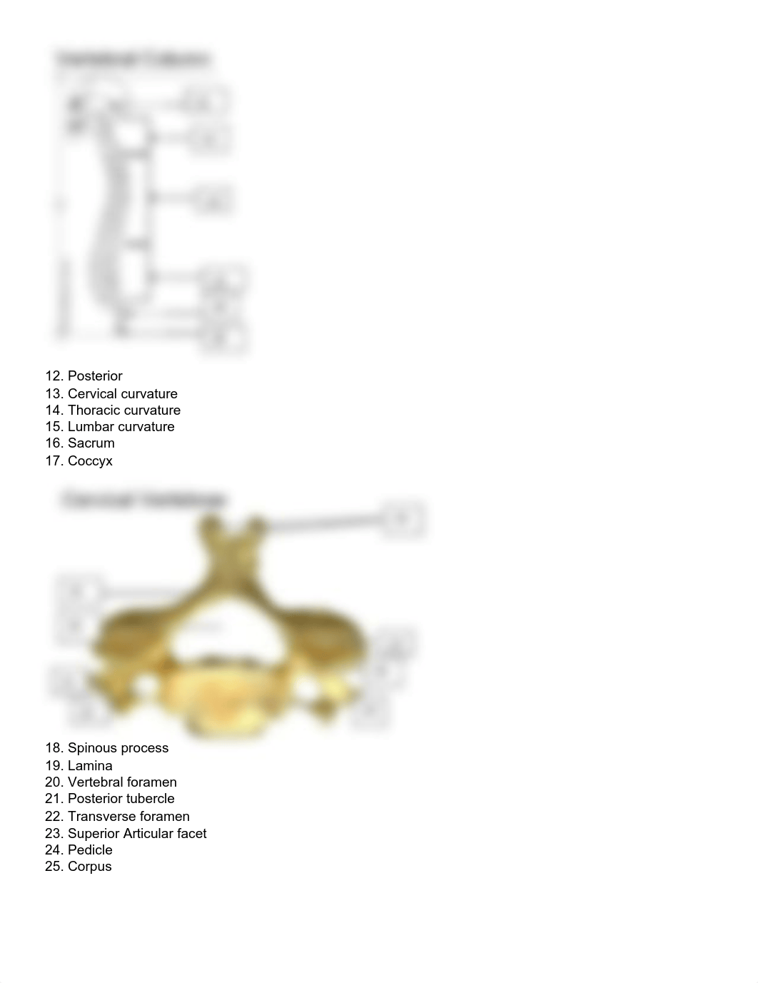 Axial Skeleton Lab OLV Student Answer Sheet.pdf_du9vt6xvtc2_page3