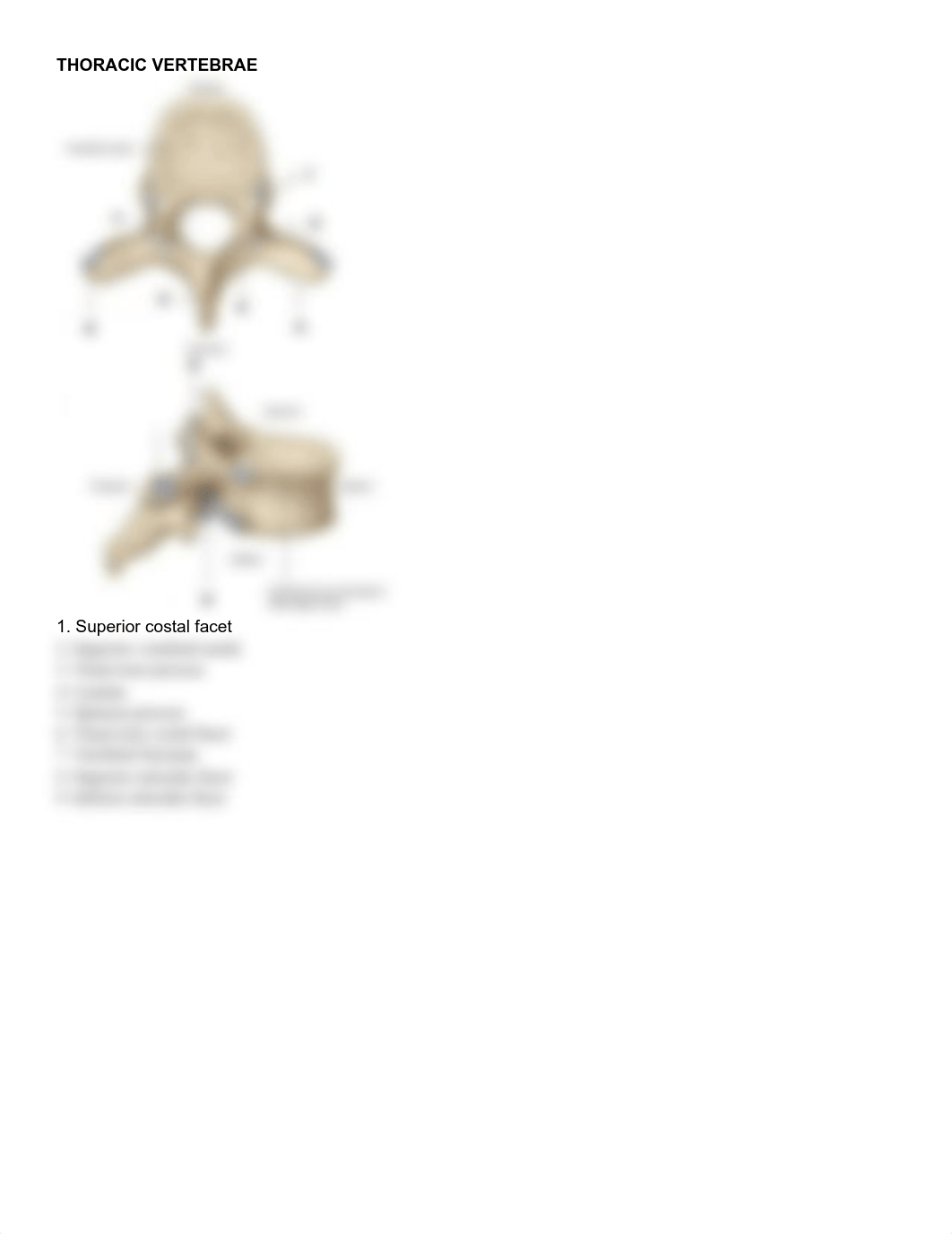 Axial Skeleton Lab OLV Student Answer Sheet.pdf_du9vt6xvtc2_page4