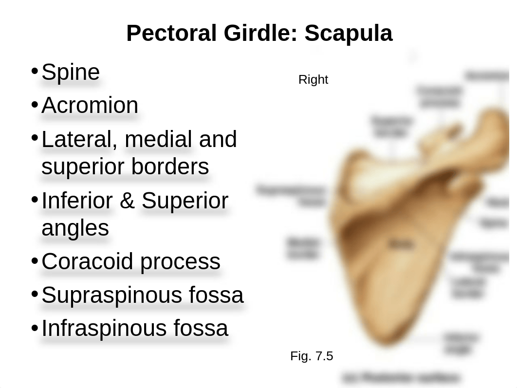 Bio16 Ch7 Appendicular Skeleton.ppt_dub89bdfcqn_page5