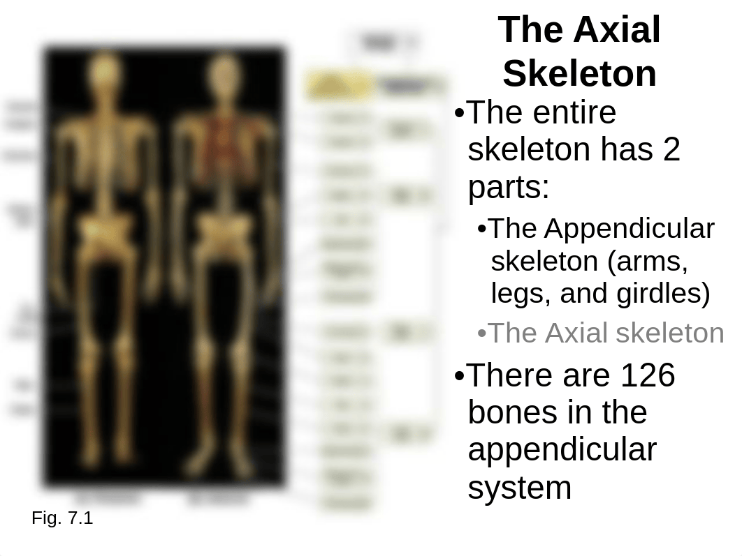 Bio16 Ch7 Appendicular Skeleton.ppt_dub89bdfcqn_page2