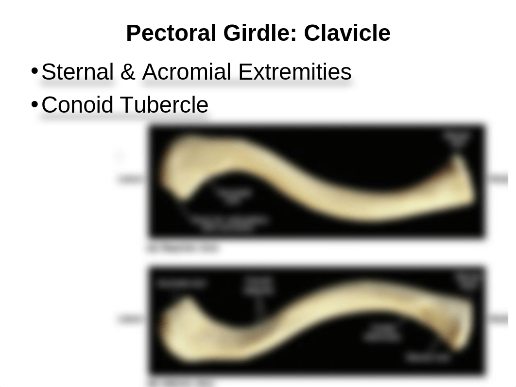 Bio16 Ch7 Appendicular Skeleton.ppt_dub89bdfcqn_page4