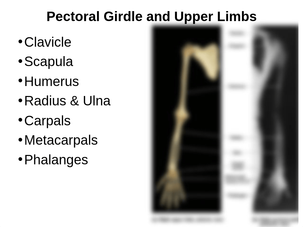 Bio16 Ch7 Appendicular Skeleton.ppt_dub89bdfcqn_page3