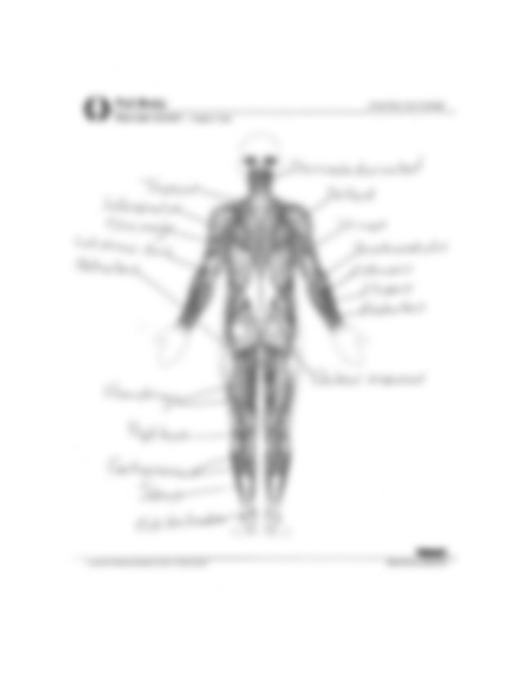 Muscular_System_Lab.doc_dubjalvwoq8_page4