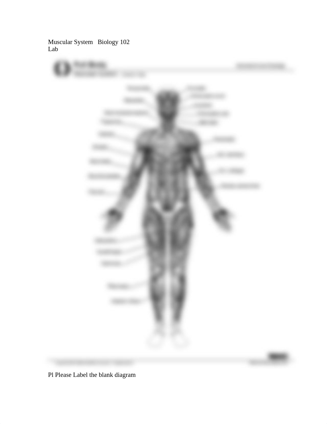 Muscular_System_Lab.doc_dubjalvwoq8_page1