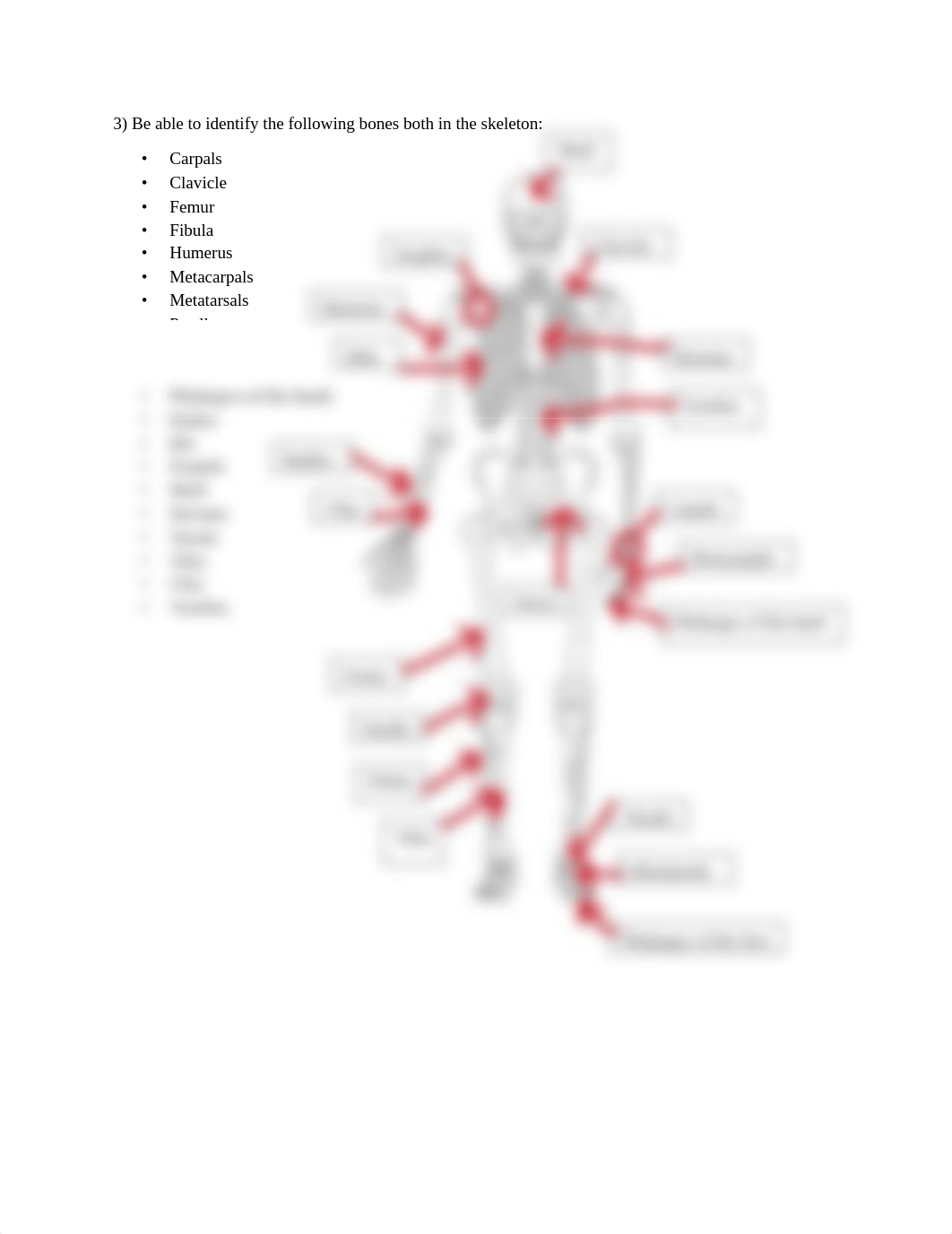 Skeletal System Bryan Galindio.pdf_dubylj58qtu_page2