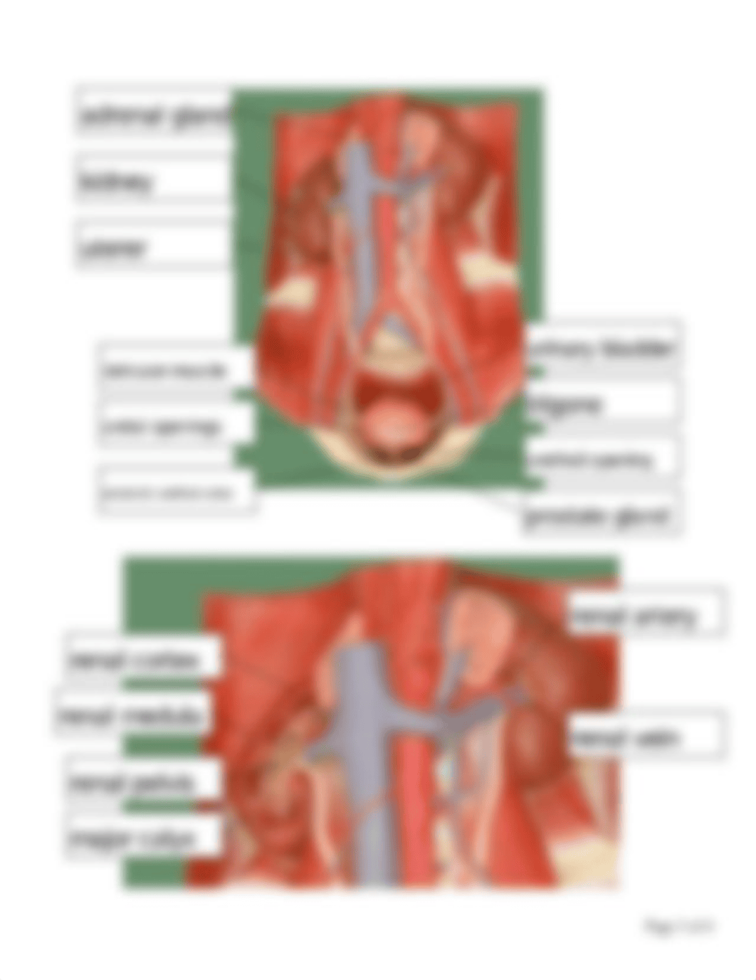 Kidney and Urinary System Anatomy Worksheet.pdf_ducegceowx3_page3