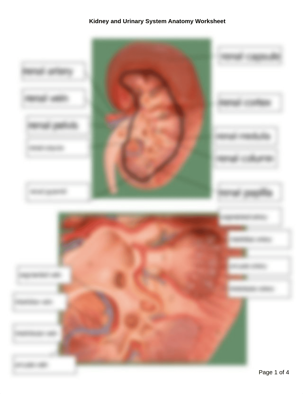 Kidney and Urinary System Anatomy Worksheet.pdf_ducegceowx3_page1