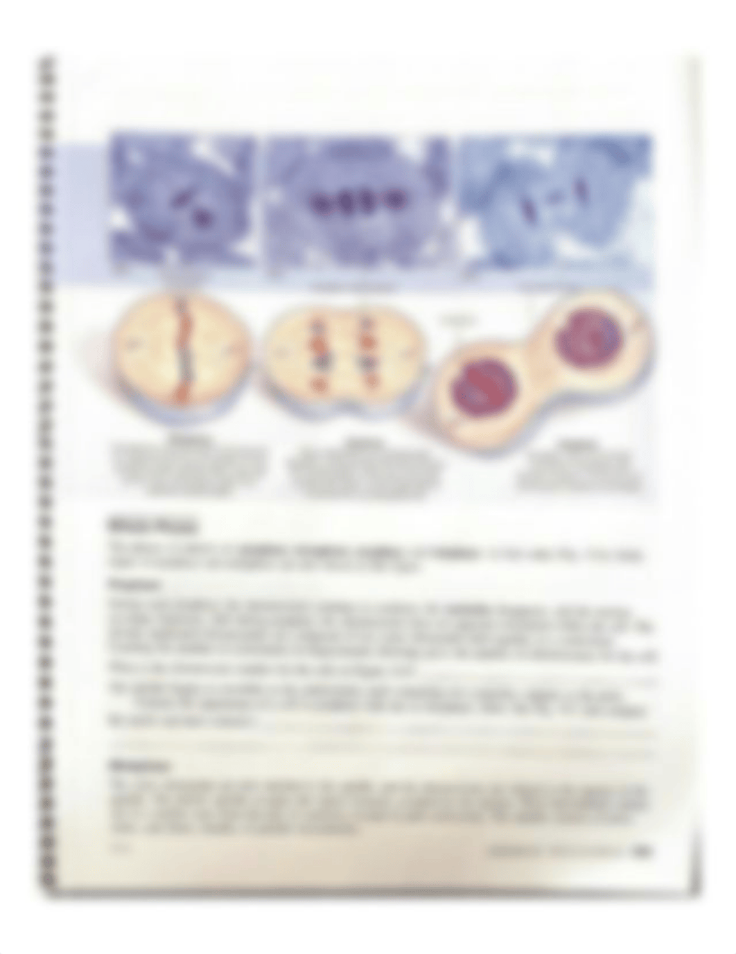 Mitosis Meiosis lab.pdf_ducgka4icke_page5