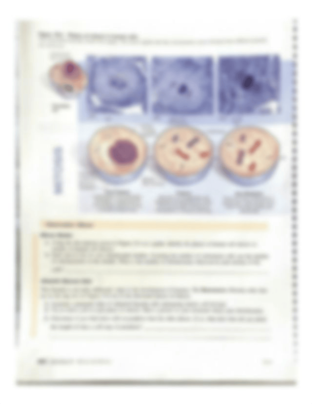 Mitosis Meiosis lab.pdf_ducgka4icke_page4