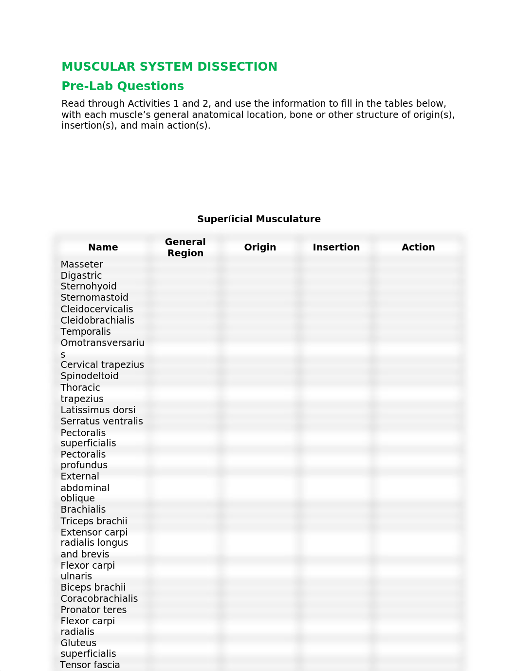 580511 Muscular-System-Dissection_Q.docx_ducn550z9p5_page1