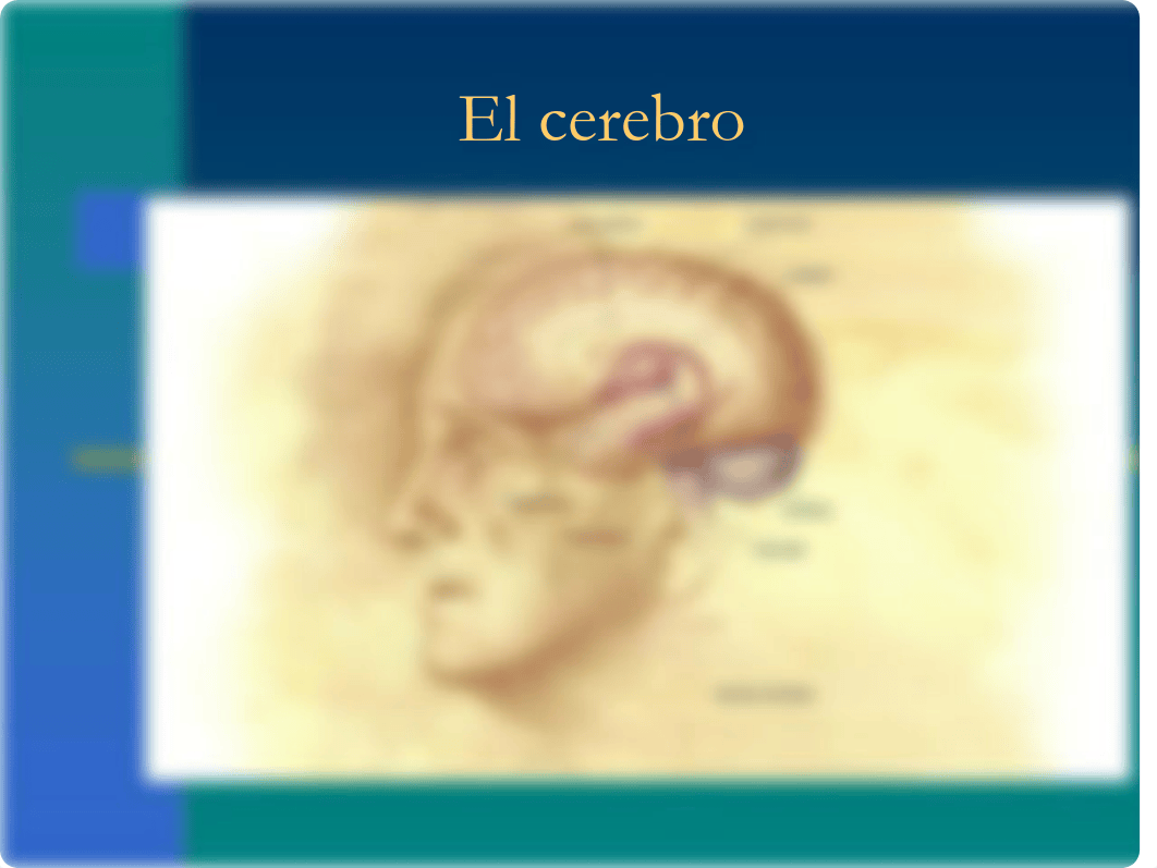 Bases_biologicas_de_la_conducta_psicologia._El_cerebro.pdf_dud1y10ihbc_page2