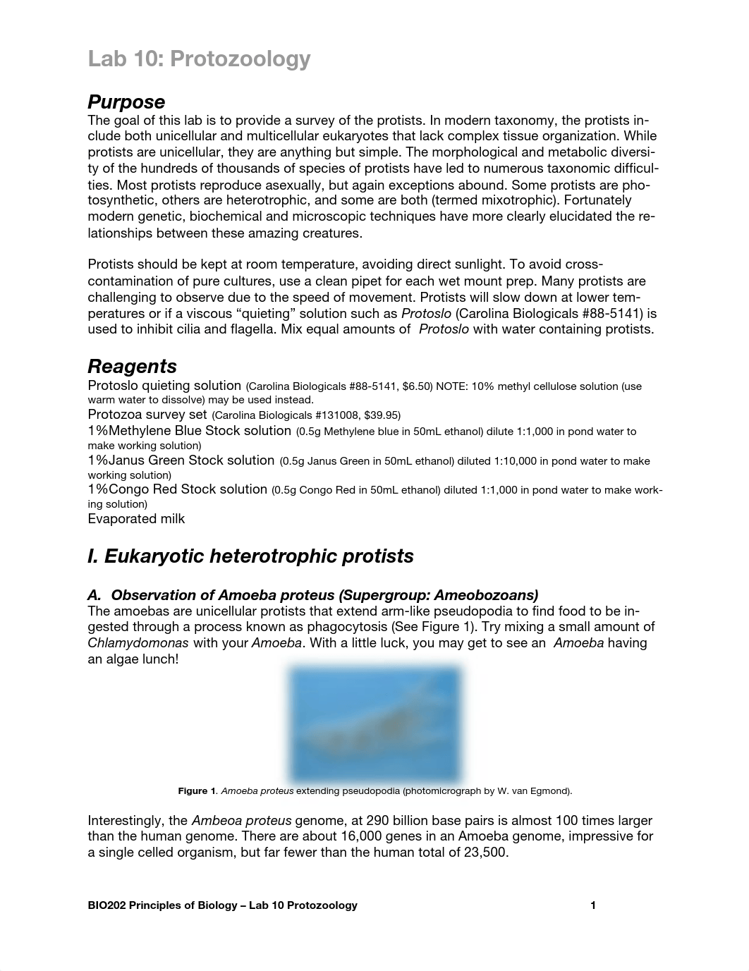 Lab 10 Protozoology_dud8iiako5g_page1