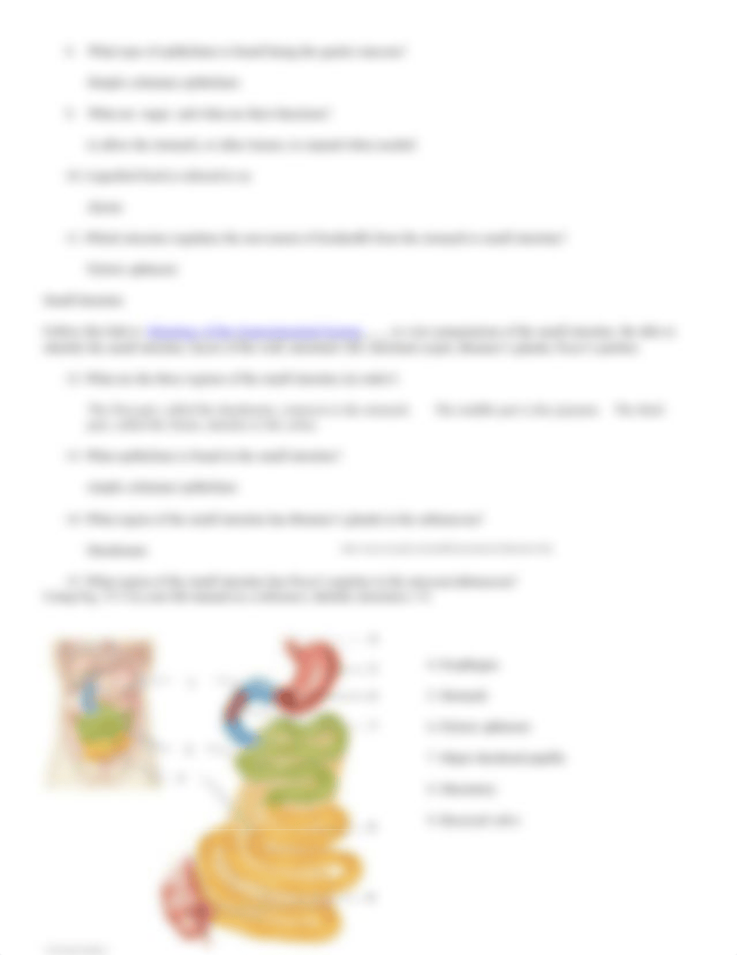 Bio 110 Online Anatomy of the Digestive System.docx_dudrv4zig6r_page3