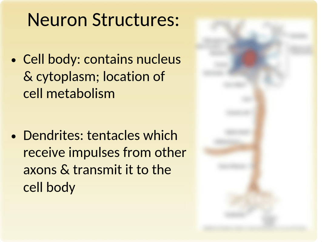 NEUROLOGICAL ppt (1).ppt_dudtruwxhat_page2