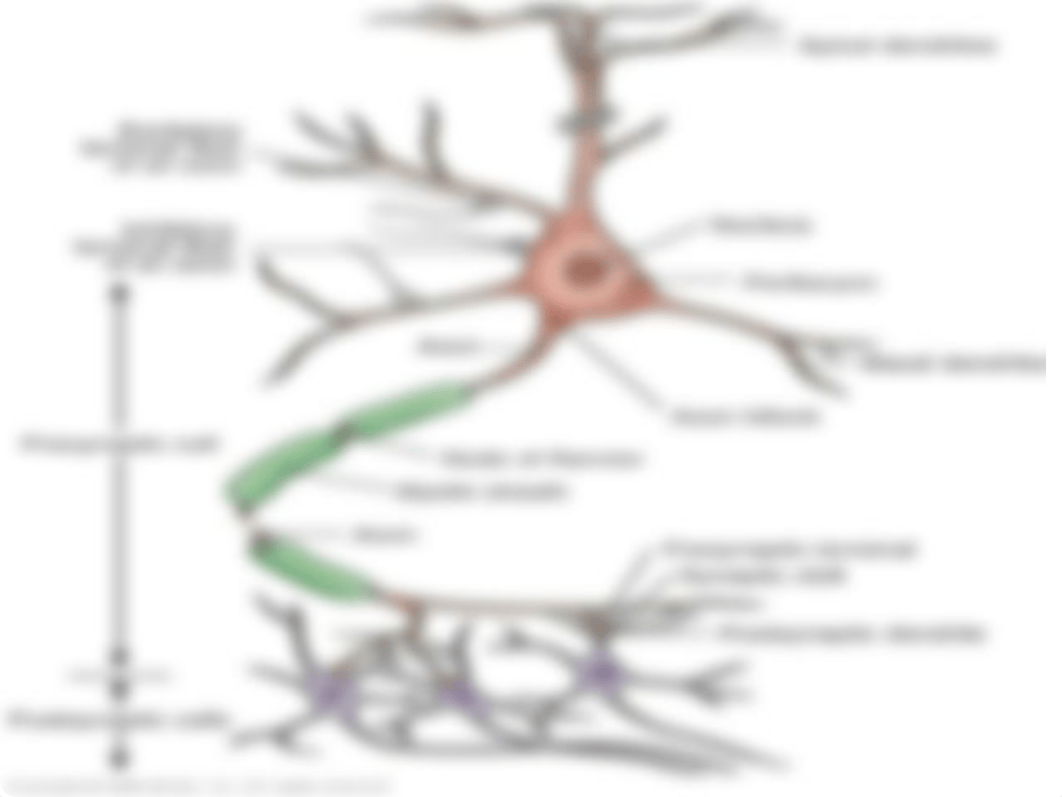 NEUROLOGICAL ppt (1).ppt_dudtruwxhat_page3