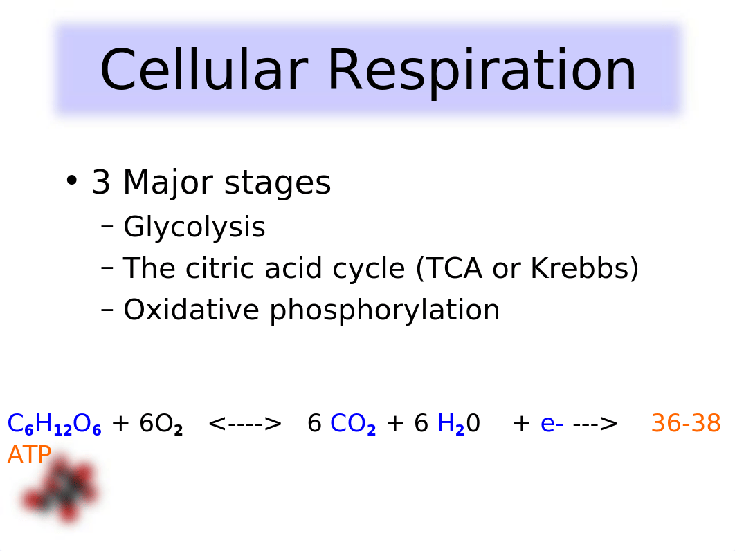 CellularRespiration.ppt_dudvivqj60q_page5