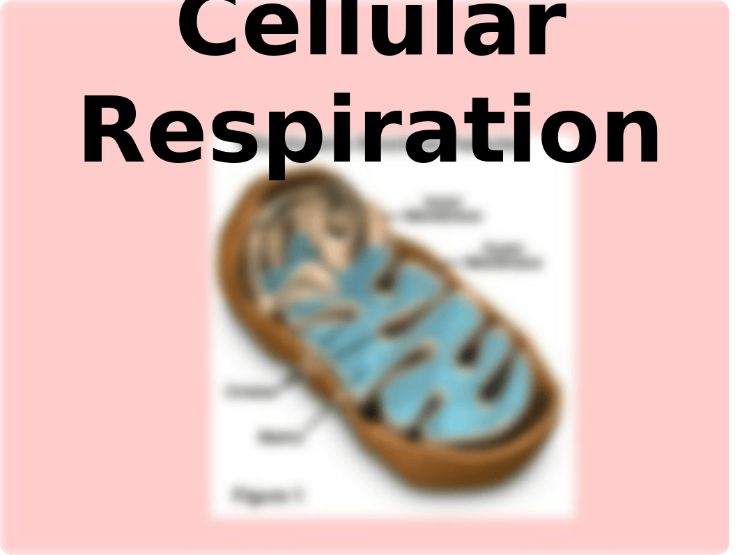 CellularRespiration.ppt_dudvivqj60q_page1