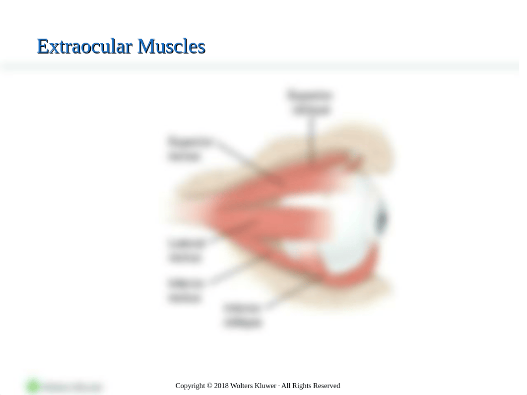 Patients with Eye & Vision Disorder_PPT_Chapter63.pptx_dudz5xjus9x_page4