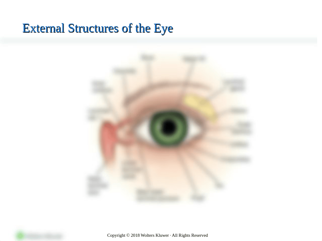 Patients with Eye & Vision Disorder_PPT_Chapter63.pptx_dudz5xjus9x_page3