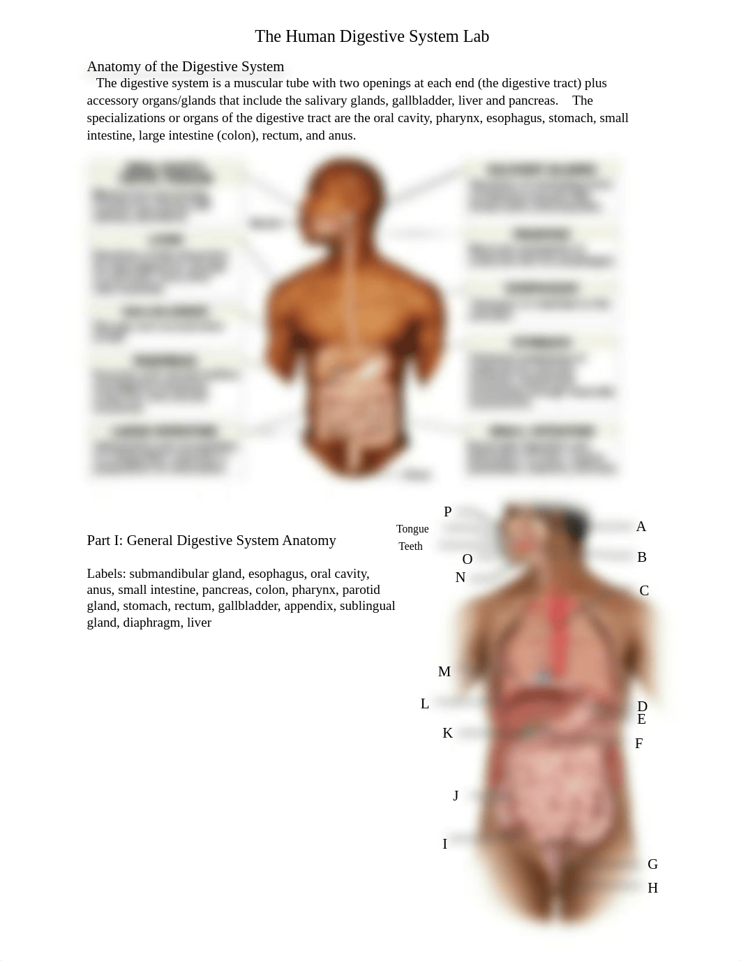 The Human Digestive System Lab (Week 10).pdf_due0sobzyyh_page1