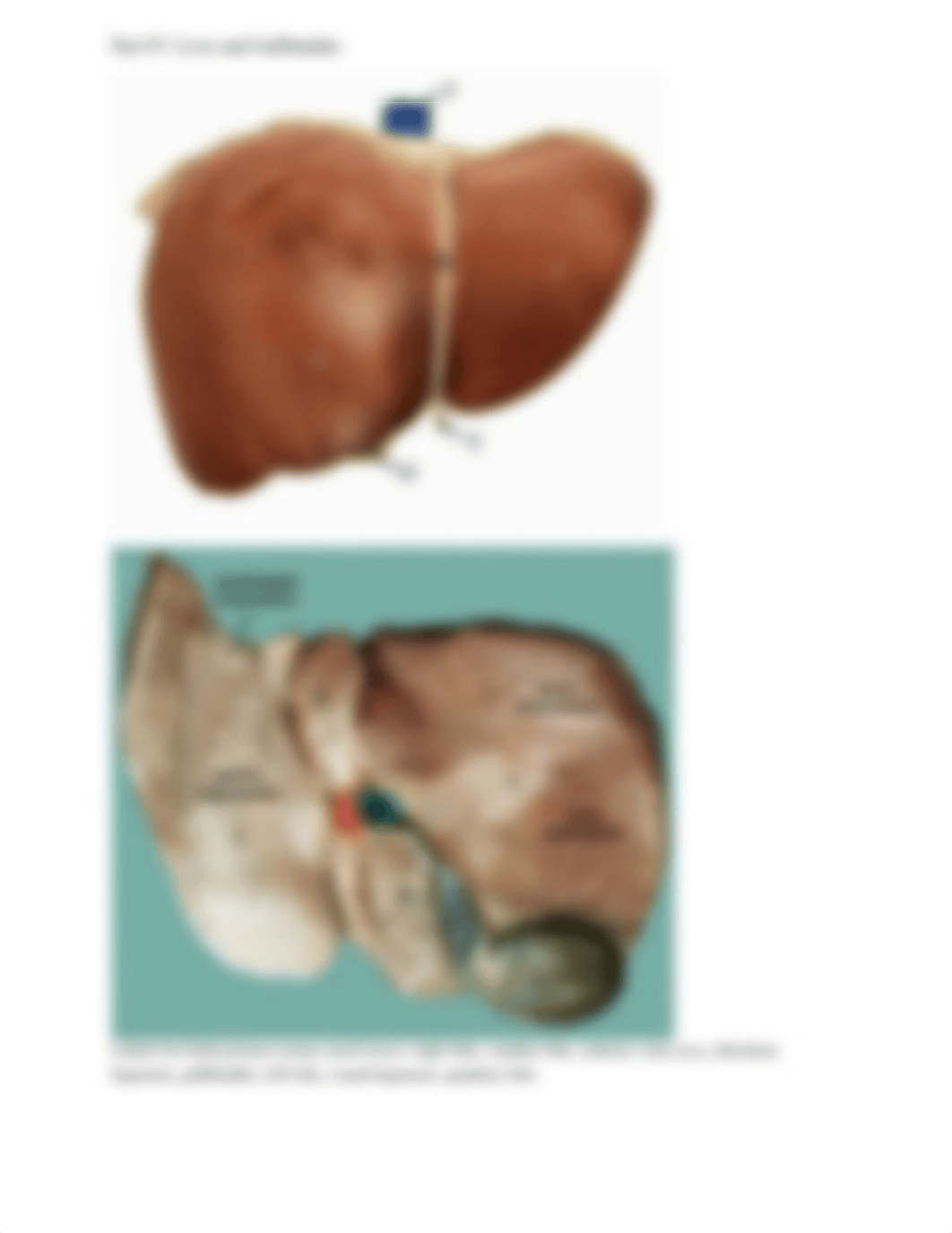 The Human Digestive System Lab (Week 10).pdf_due0sobzyyh_page3