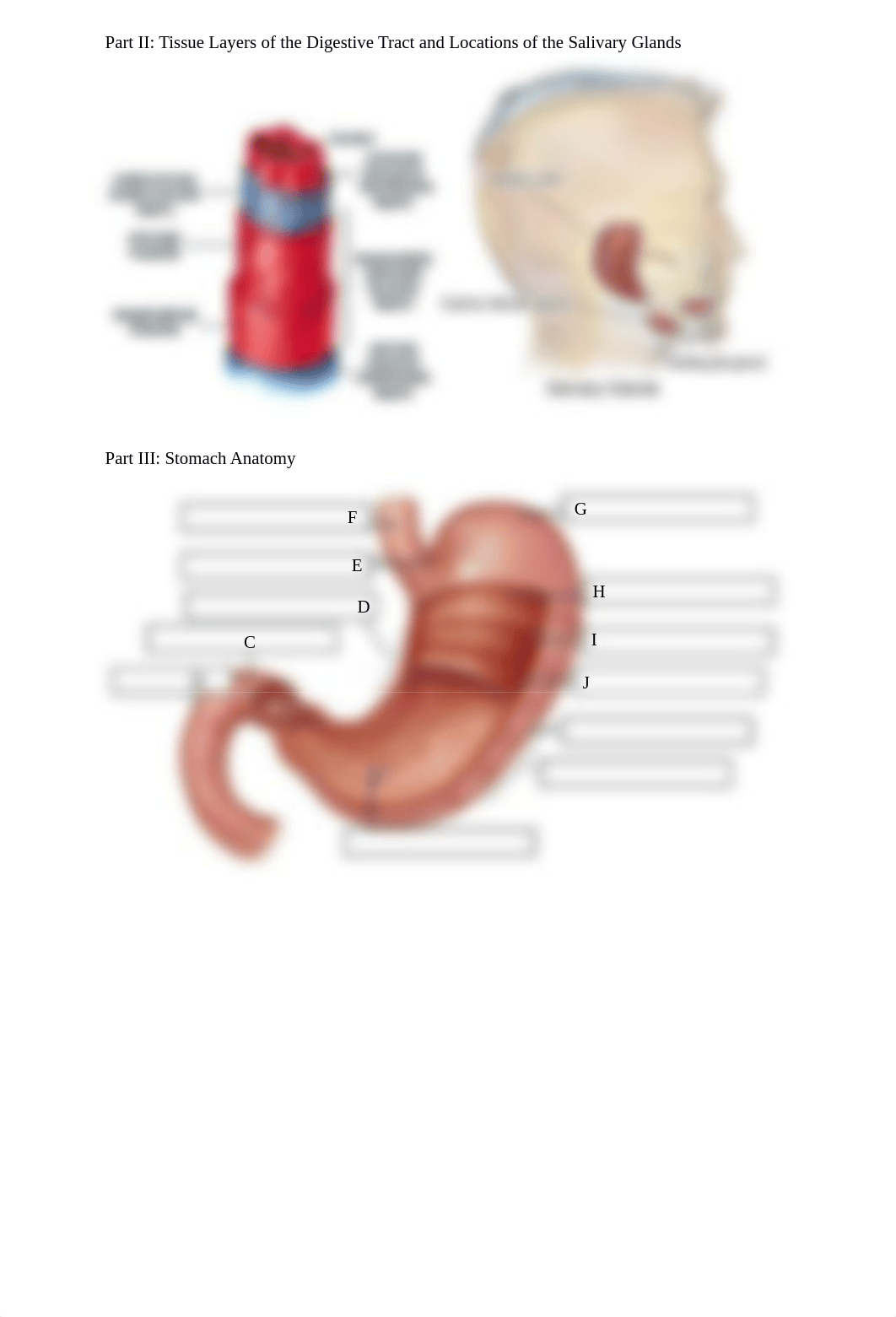 The Human Digestive System Lab (Week 10).pdf_due0sobzyyh_page2