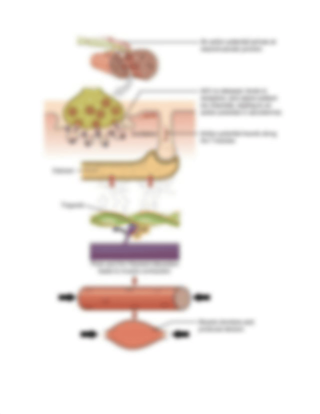 FINAL PHYSIO BLOOM .pdf_due3jh4x0ok_page3