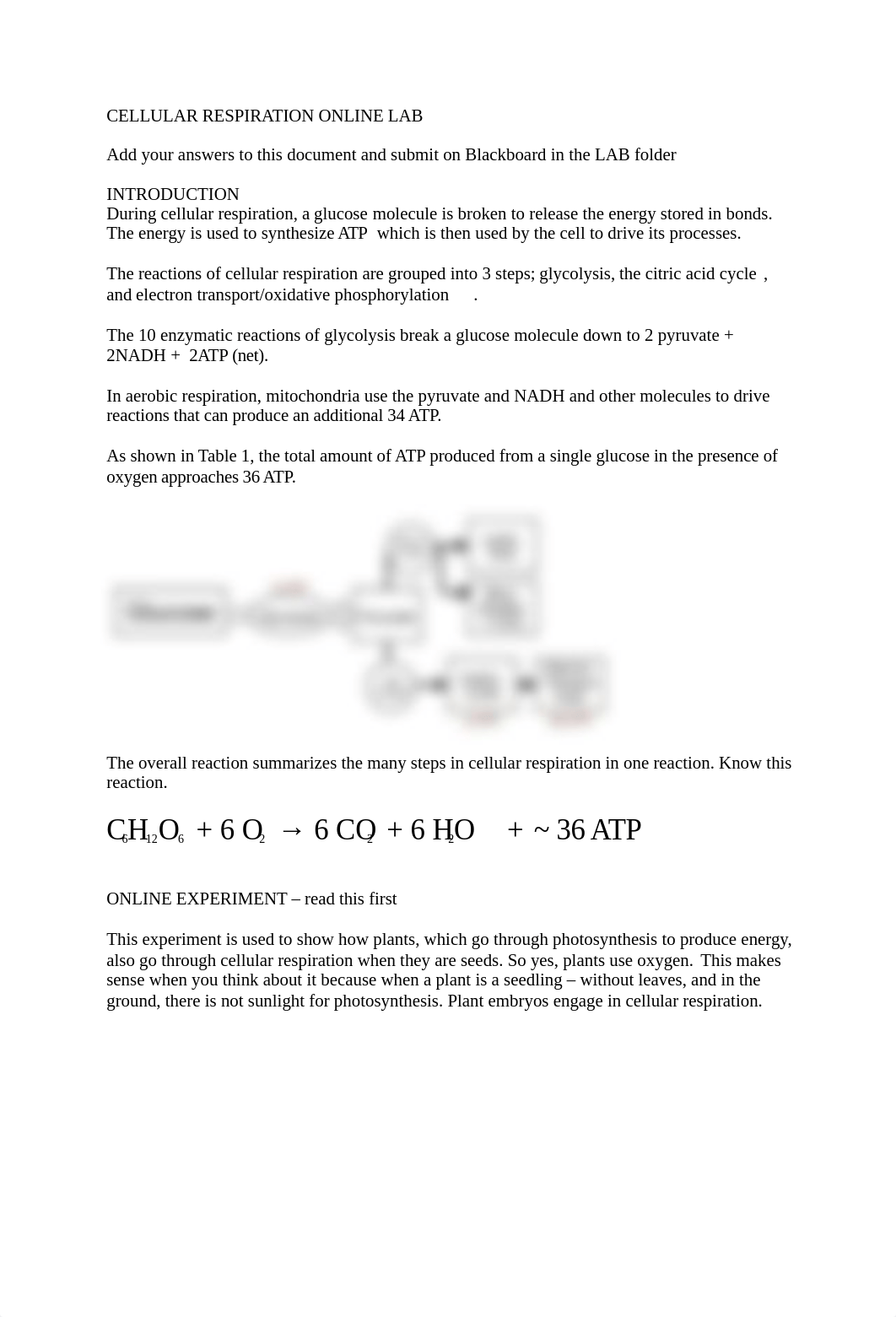 CELLULAR RESPIRATION ONLINE LAB (1).docx_due5tu9ueft_page1