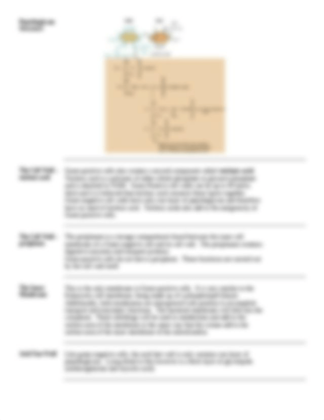 Characteristics of Prokaryotic Cells.doc_dufjg0fr2zb_page3