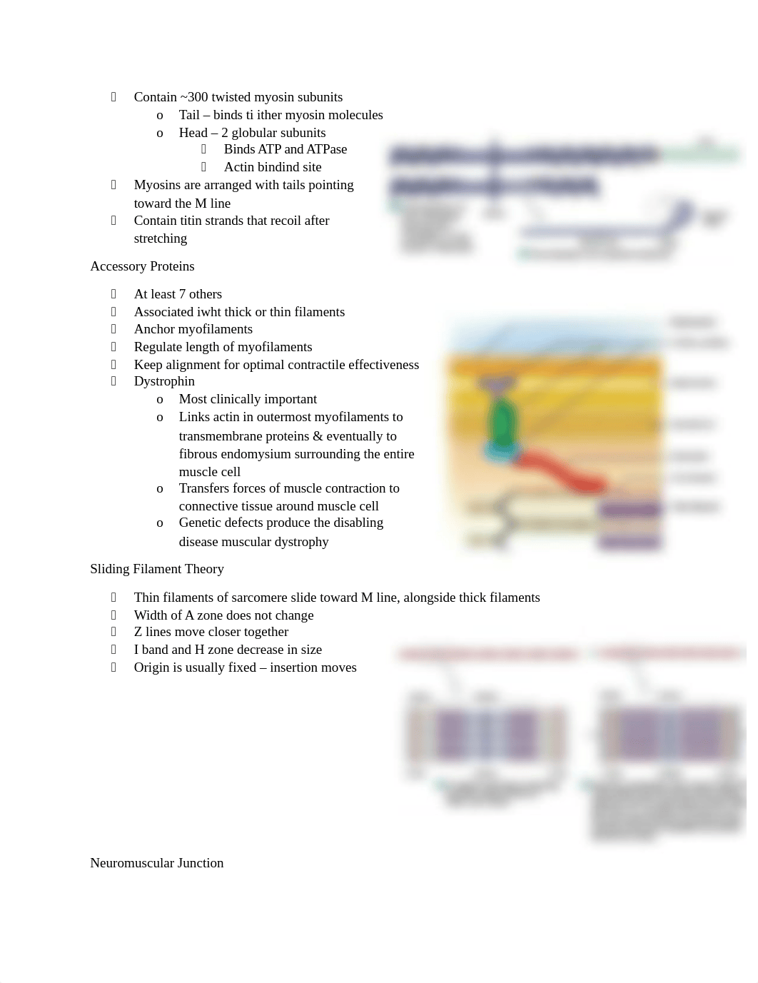 A&P exam 3 study guide.docx_dufpx30pvlr_page4