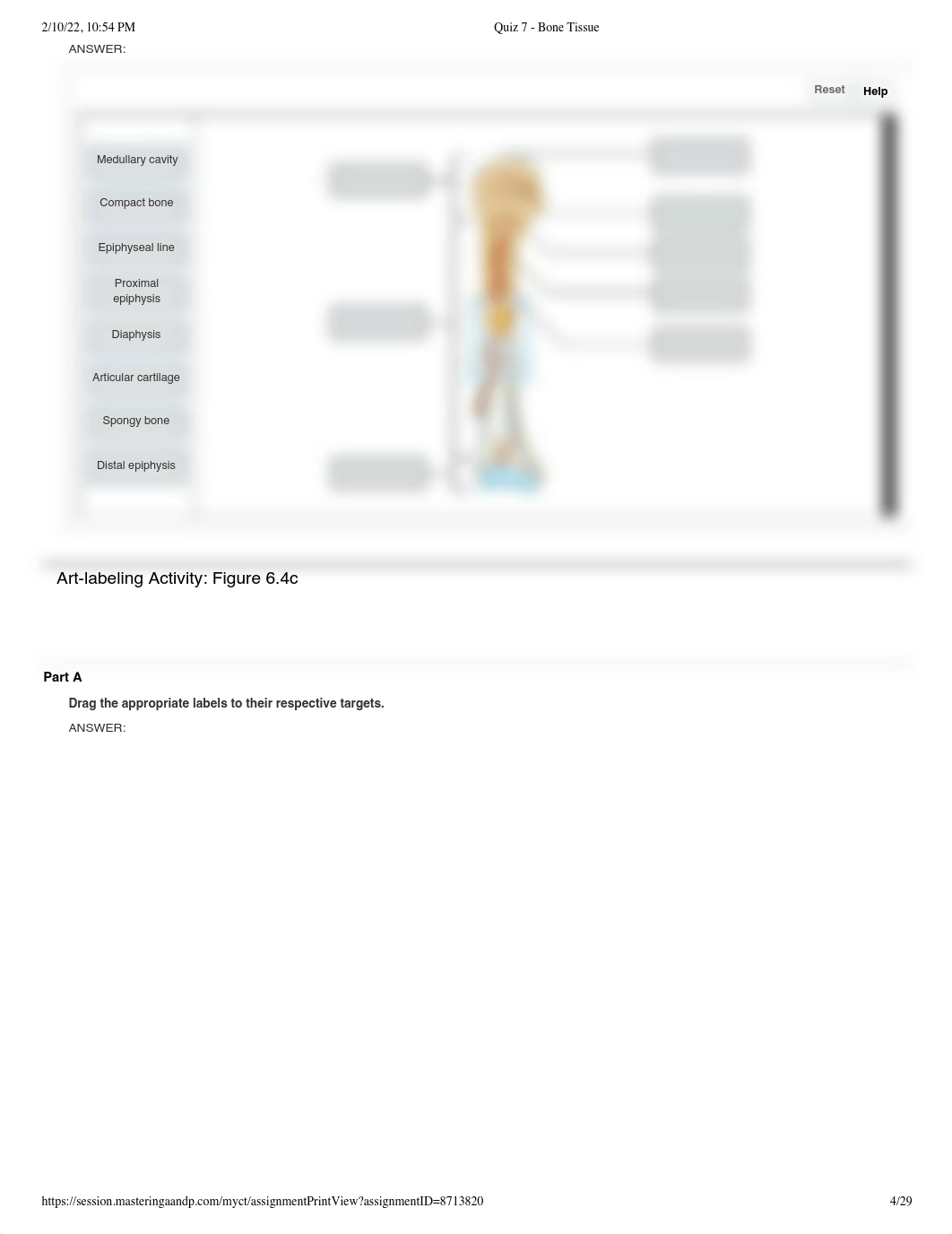 Quiz 7 - Bone Tissue.pdf_dufqy3dj0pk_page4