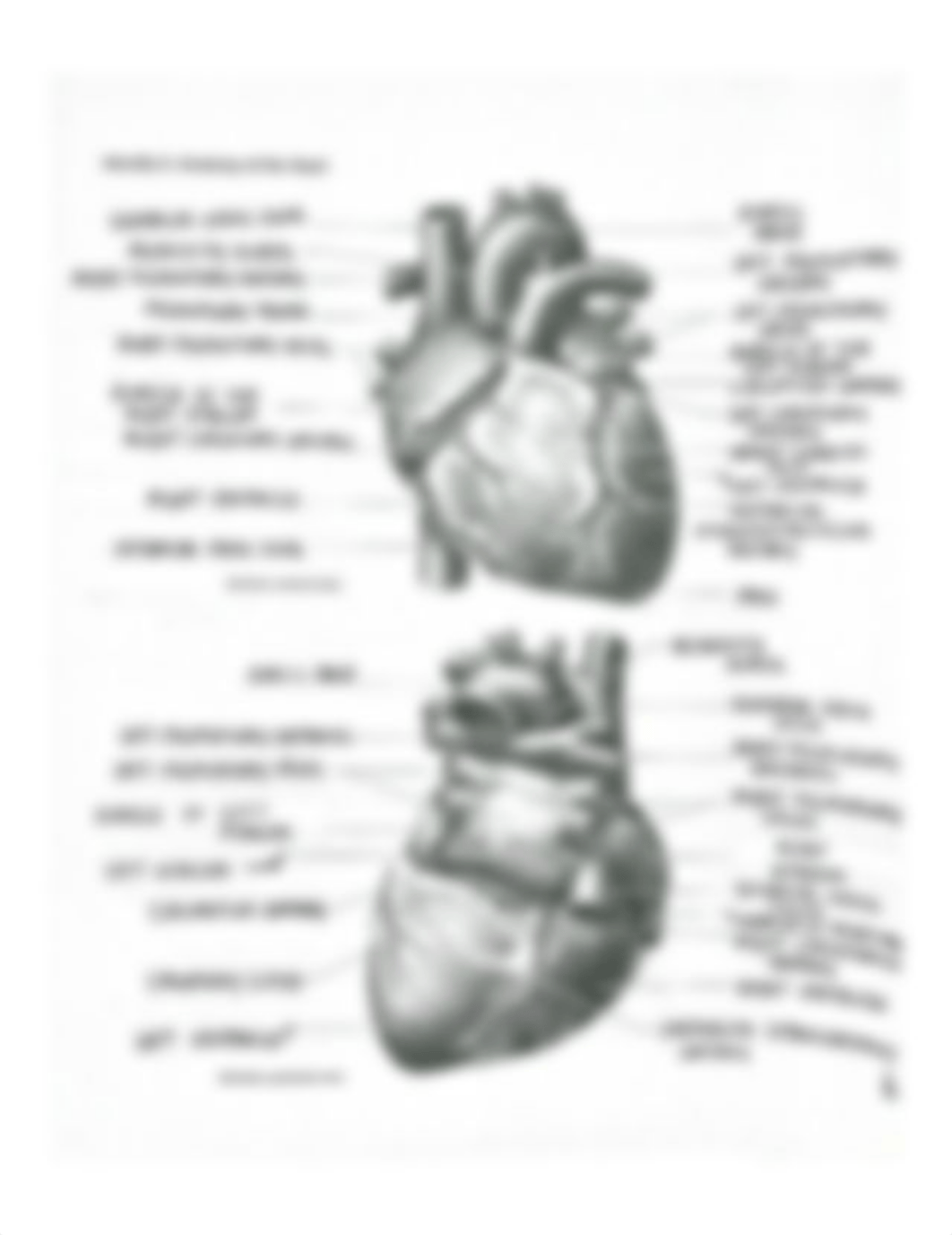 Chapter 17 Homework - Cardiovascular System 1 The Heart.pdf_dufuxq8wj3h_page5