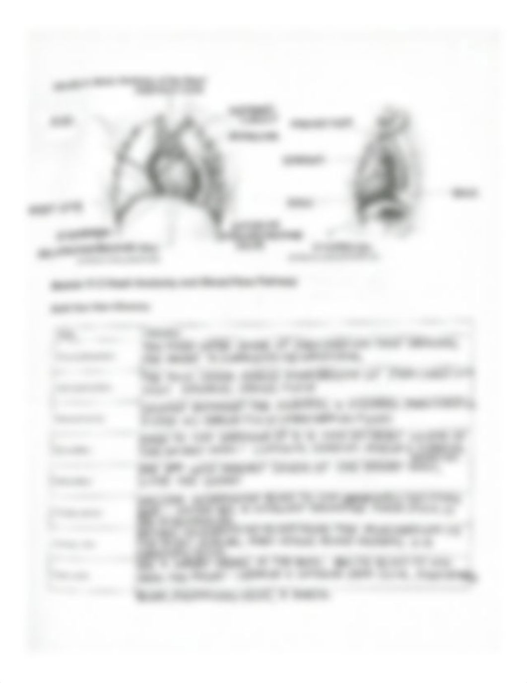 Chapter 17 Homework - Cardiovascular System 1 The Heart.pdf_dufuxq8wj3h_page2