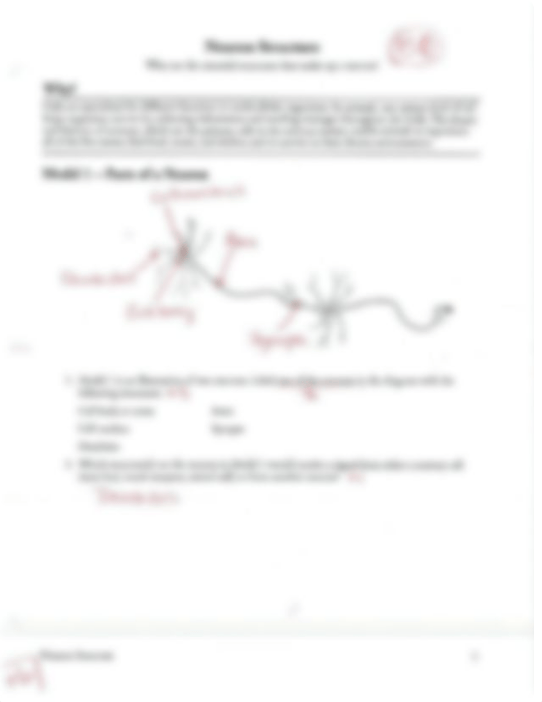 Neuron Structure and Function Worksheet Answers.pdf_dufwfgtnmxi_page1