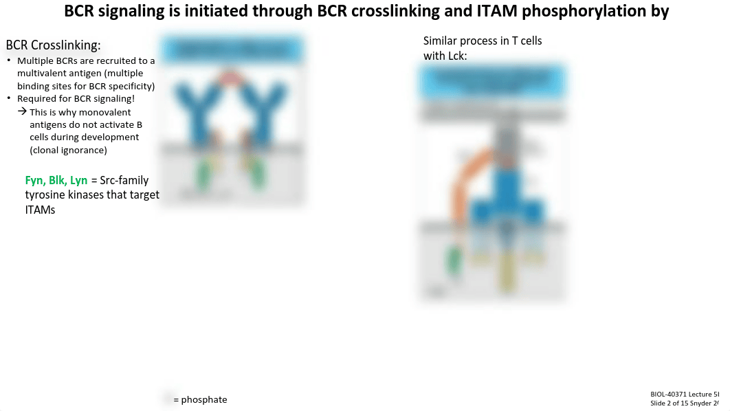 Lecture 5b_B Cell Signaling + Activation.pdf_dugosyeorz8_page4