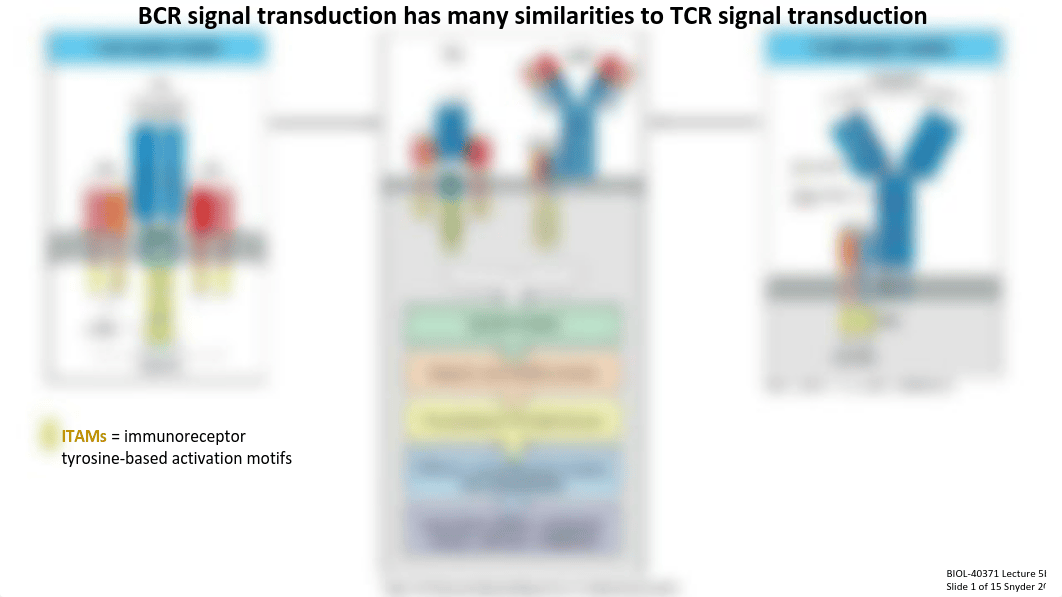 Lecture 5b_B Cell Signaling + Activation.pdf_dugosyeorz8_page3