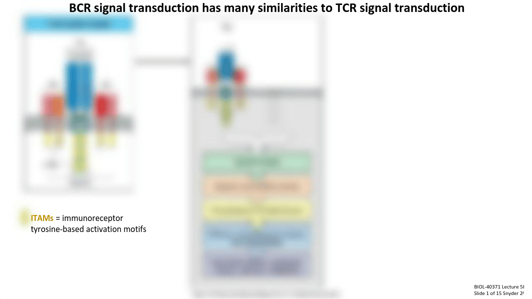 Lecture 5b_B Cell Signaling + Activation.pdf_dugosyeorz8_page2