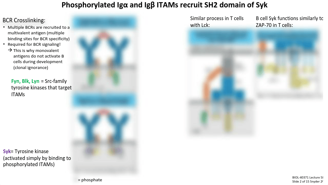 Lecture 5b_B Cell Signaling + Activation.pdf_dugosyeorz8_page5