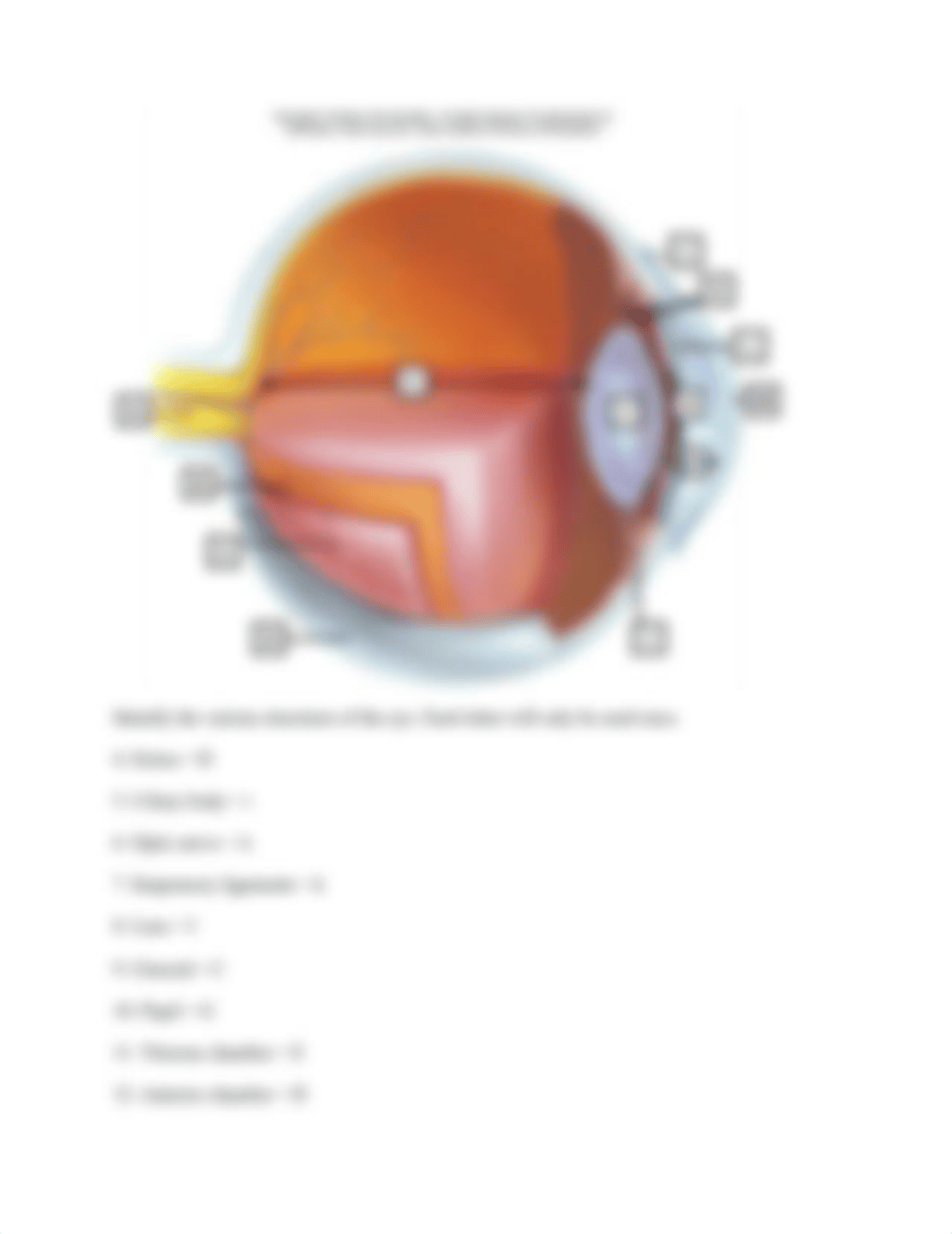 Lab10_Vision&Hearing(1).docx_dugrt01ep71_page3