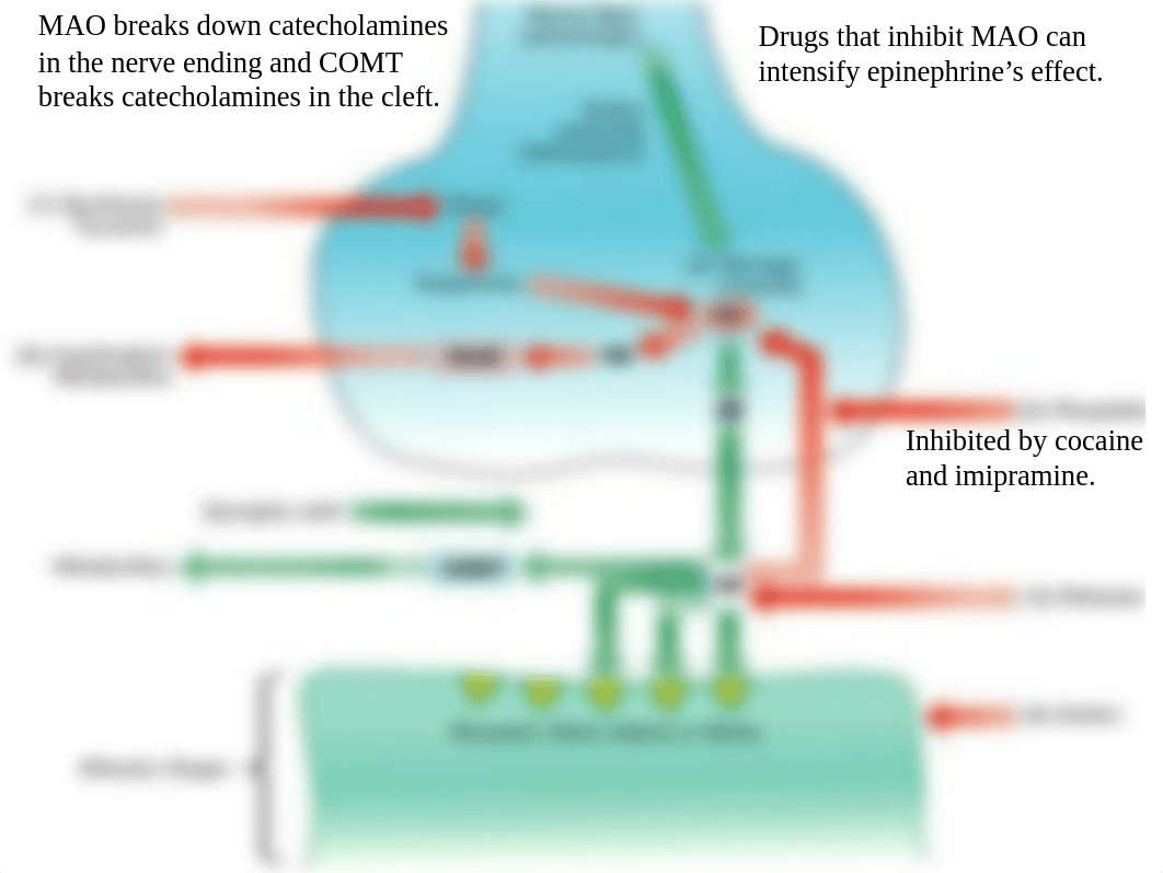 Adrenergic Agonists and antagonists_duh2vl2yixj_page5