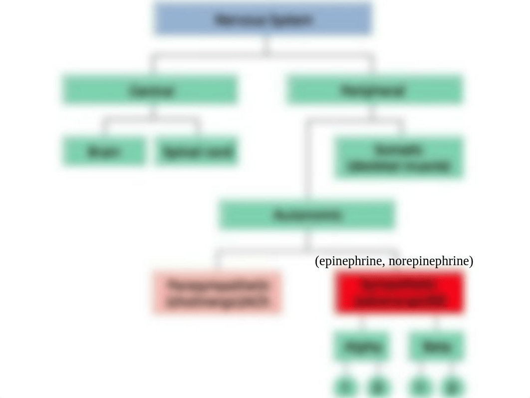 Adrenergic Agonists and antagonists_duh2vl2yixj_page2