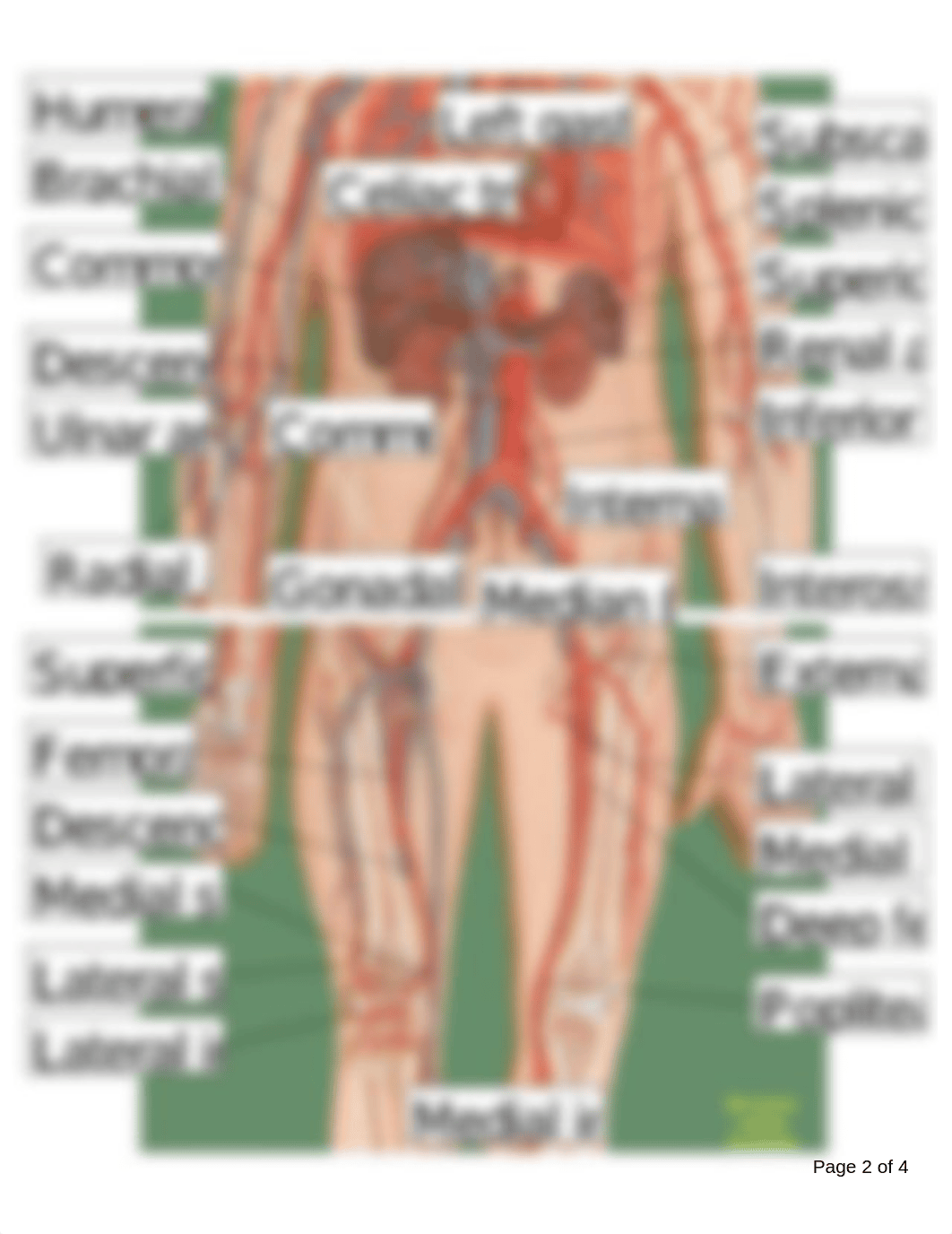 142 Circulatory System Anatomy Worksheet.pdf_duhwrb8bvdz_page2