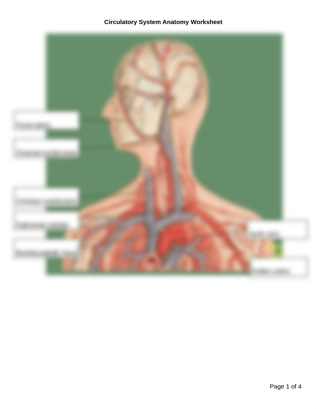 142 Circulatory System Anatomy Worksheet.pdf_duhwrb8bvdz_page1