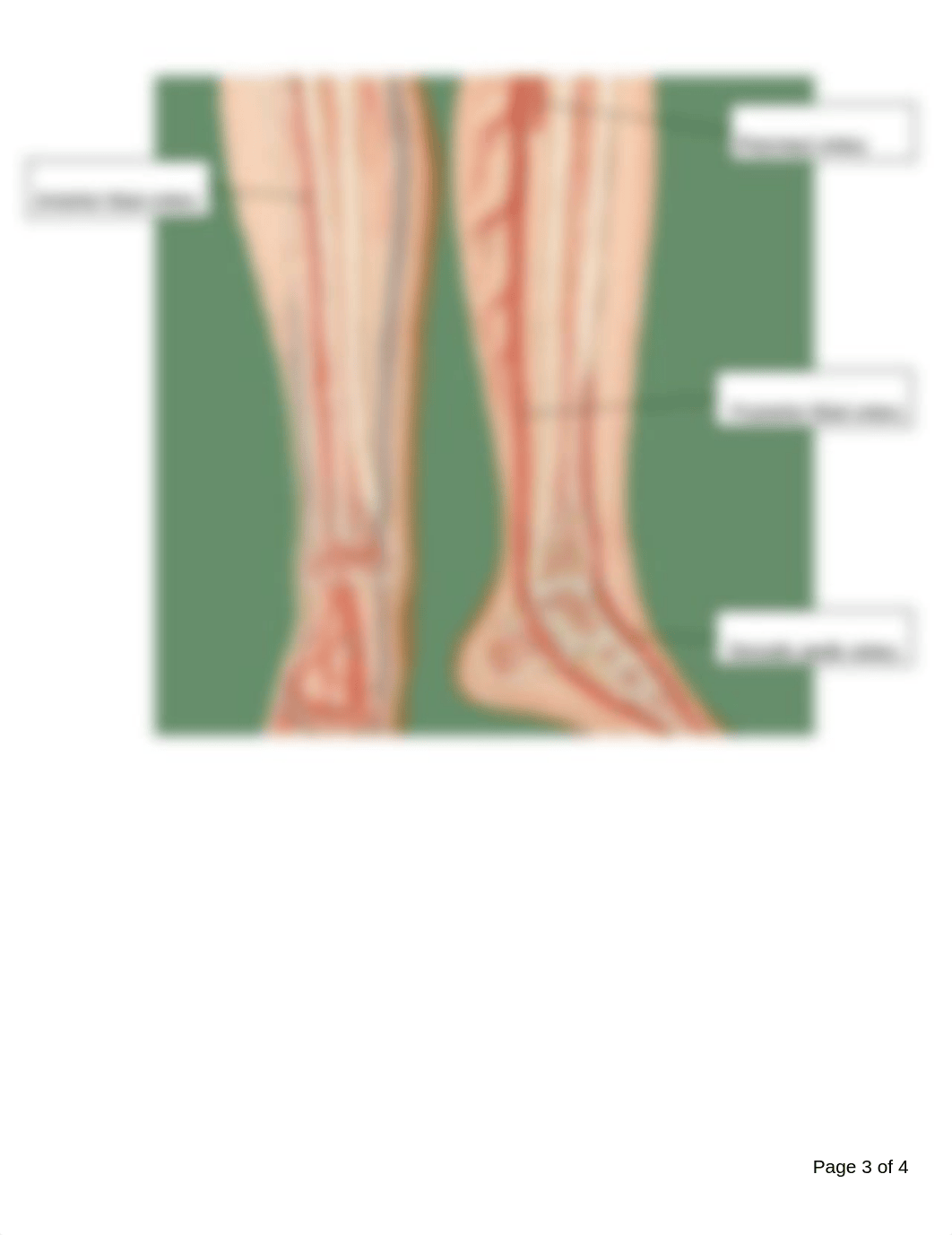 142 Circulatory System Anatomy Worksheet.pdf_duhwrb8bvdz_page3