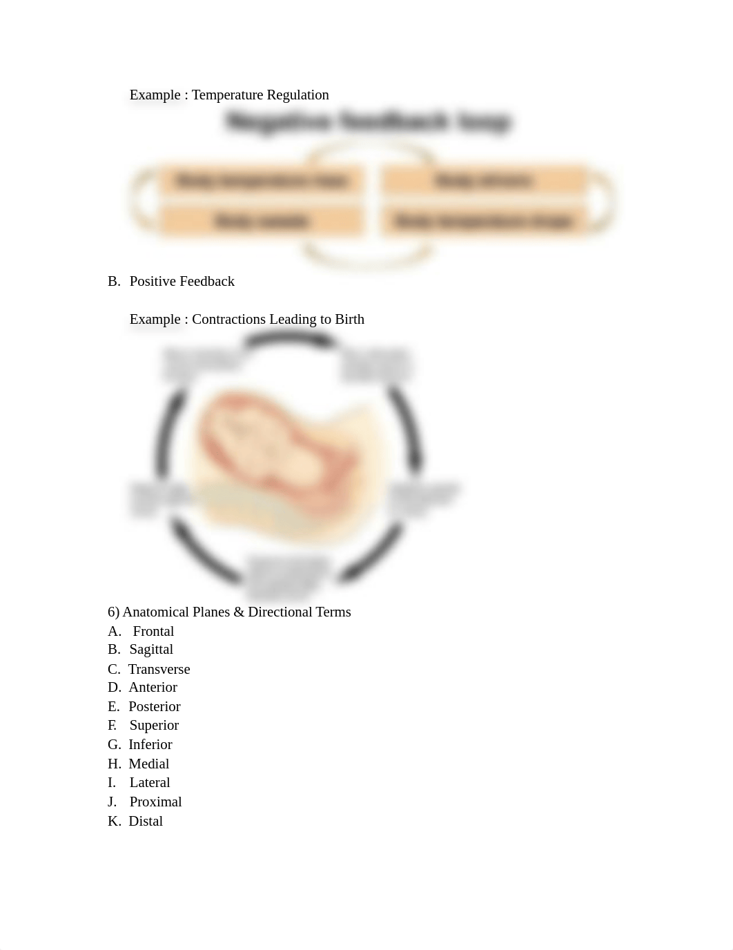 FALL 2019 Anatomy & Physiology Final Exam Study Guide_duiafmc2m21_page2