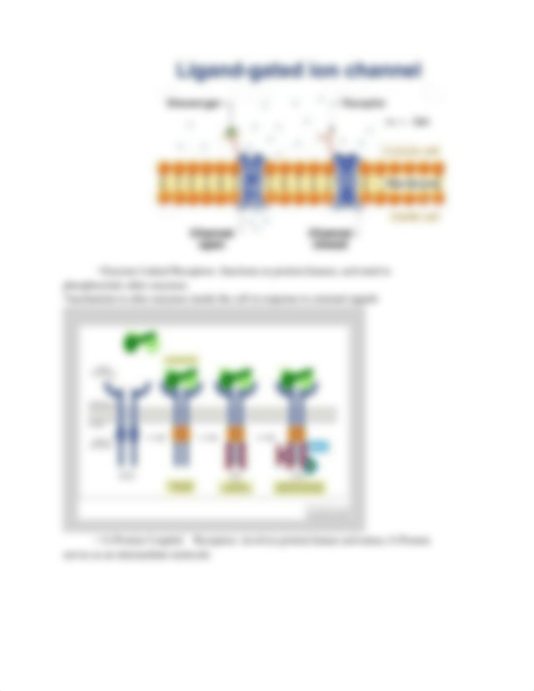 FALL 2019 Anatomy & Physiology Final Exam Study Guide_duiafmc2m21_page5