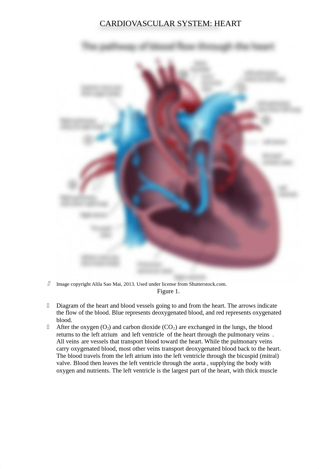 Lab#3 Cardiovascular System Heart Lab.docx_duio1mp4g91_page2